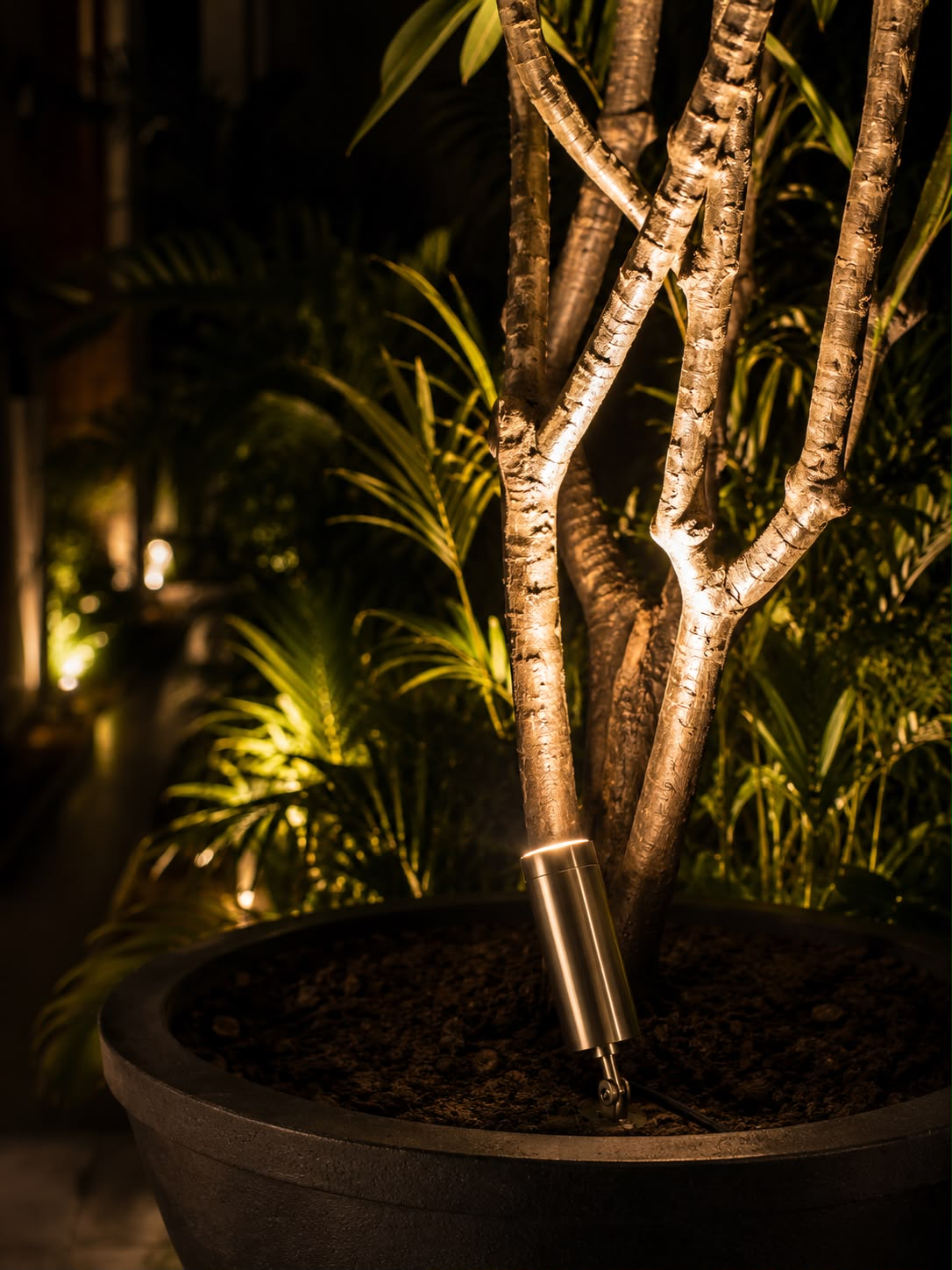 Flora highlighting a tree